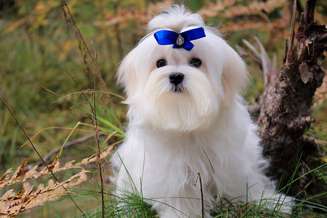 корм для білих собак супер преміум класу