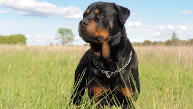 консерви для великих собак