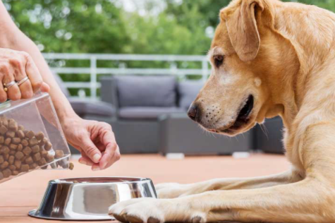 купити корм для великих порід собак Корм для великих порід собак