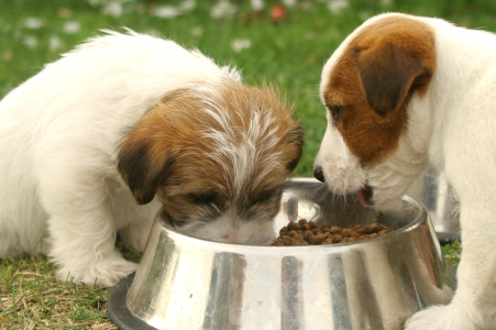 корм для дрібних порід собак