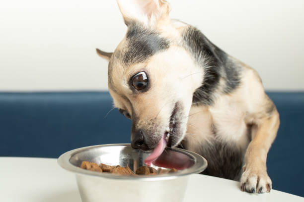 корм для собак з ягням