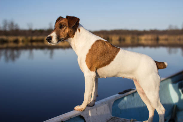 собачий корм із рибою