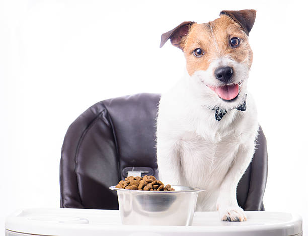 корм для середніх порід собак