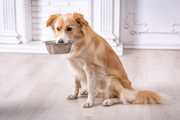 корм із яловичиною для собак