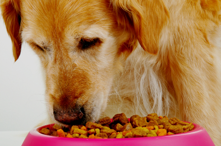 корм для літніх собак