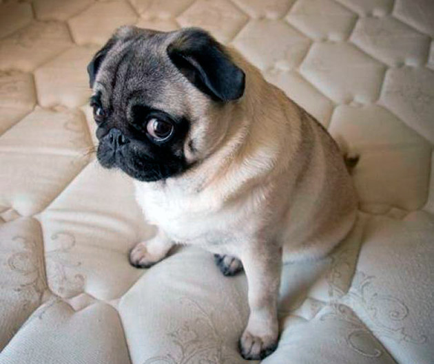 вологий корм для собак преміум класу