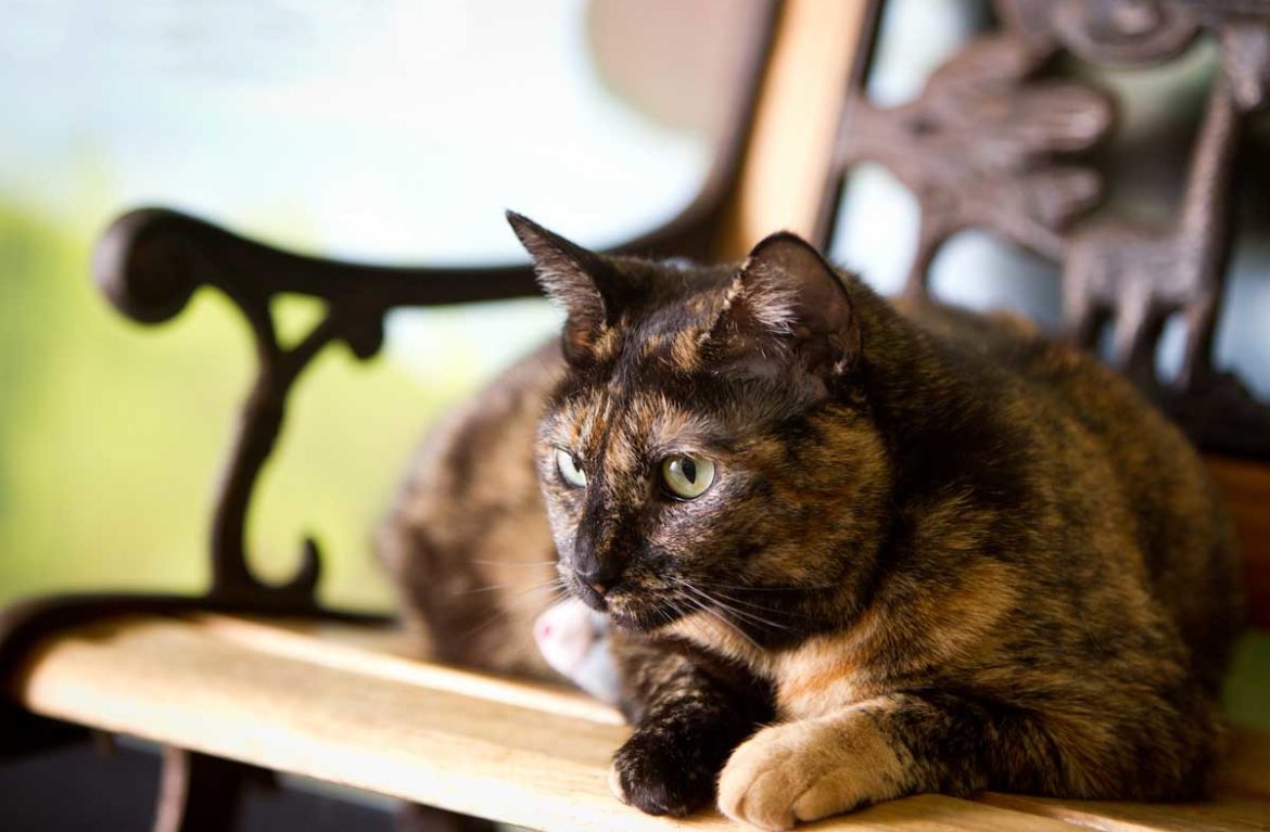 сухий корм для кішок похилого віку