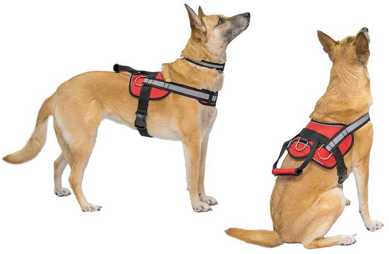 шлейка для собаки купити