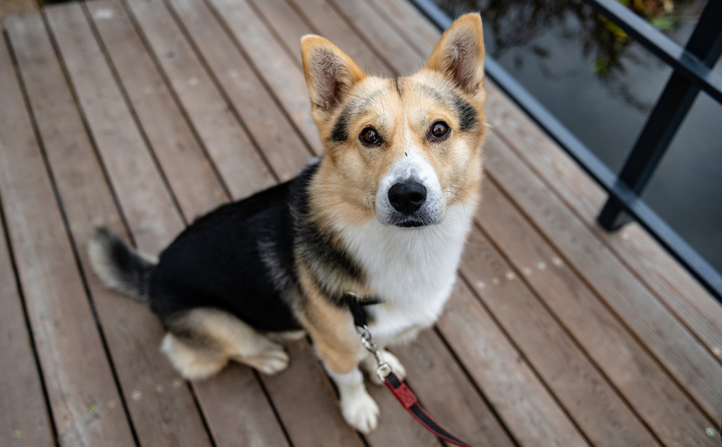 корм для собак з рибою