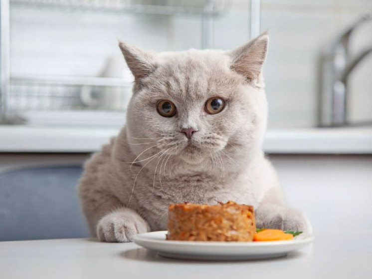 корм для кастрованих котів корм для кастрованих котів